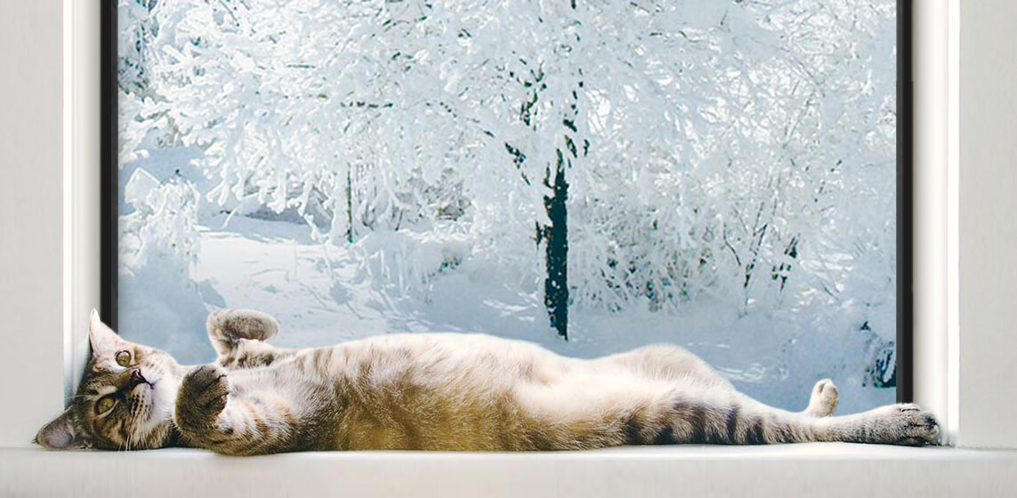 A Cat lying near by Thermally Superior Glass Window